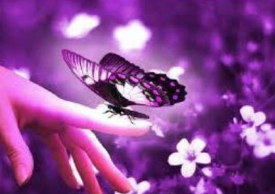 Butterflies for Barbra